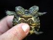 two headed turtle